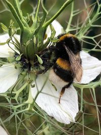 Close-up of bee pollinating on flower