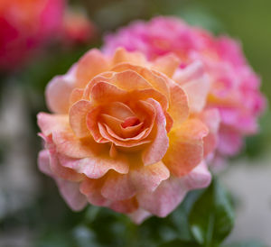 Close-up of pink rose