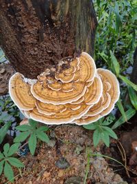 Close-up of mushrooms growing on tree trunk