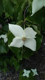 Close-up of white flowers blooming outdoors