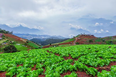 Scenic view of agricultural field against sky