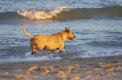 Dog on the beach