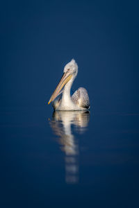 Close-up of pelican against blue background