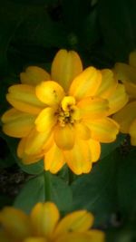 Close-up of yellow flower