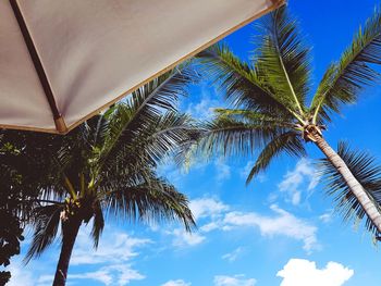 Low angle view of palm tree against sky