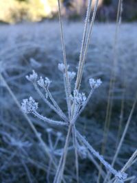 Close-up of frozen plant on field