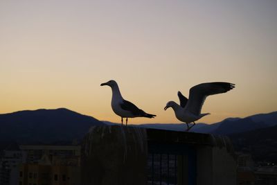 Seagulls perching on built structure against sky during sunset