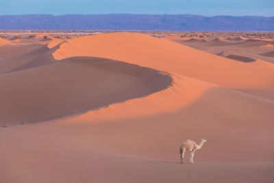 View of a desert