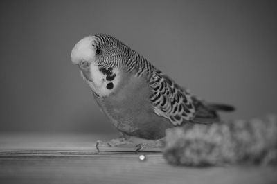 Close-up of parrot perching on table