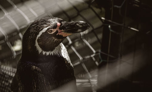 Close-up of a bird looking away