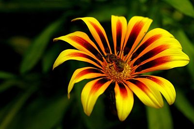 Close-up of yellow flower