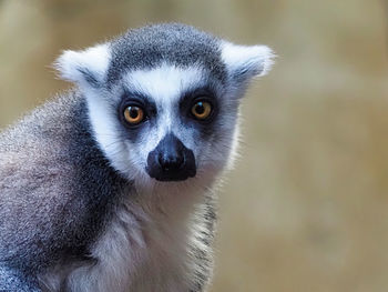 Close-up of a bird