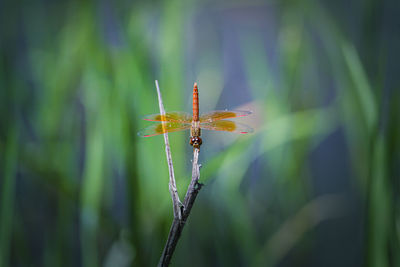 Close-up of insect on plant