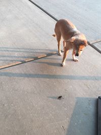 High angle view of dog walking outdoors