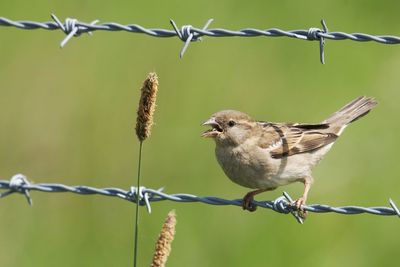 Close-up of bird perching on barbed wire