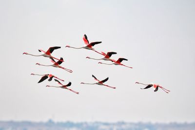 Birds flying in the sky