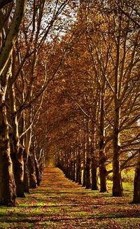 Footpath amidst trees