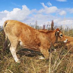 View of cow on field