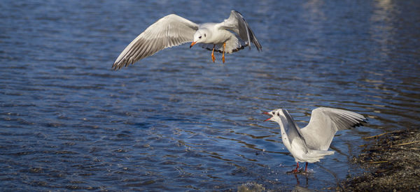 Bird flying over lake