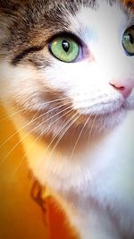 Close-up portrait of cat
