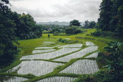 Scenic view of field against sky