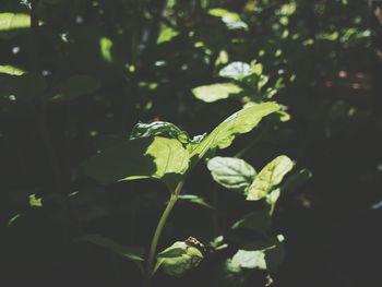 Close-up of plant