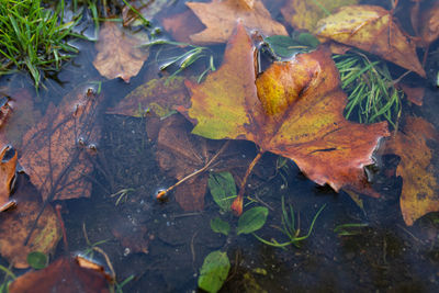 High angle view of maple leaves on street