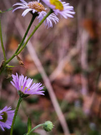 Close-up of purple flowering plant