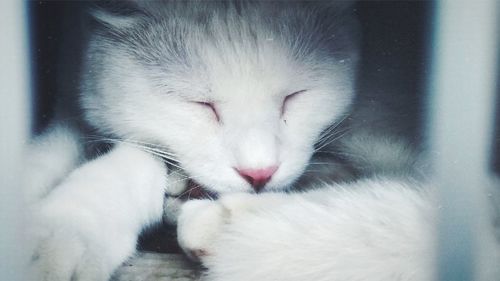 Close-up of cat sleeping