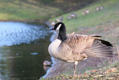 Close-up of duck in lake