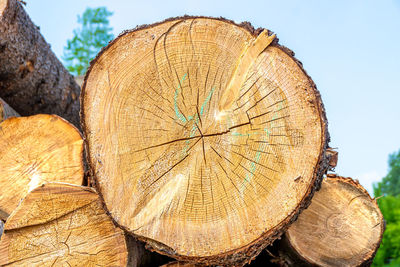 Low angle view of tree stump