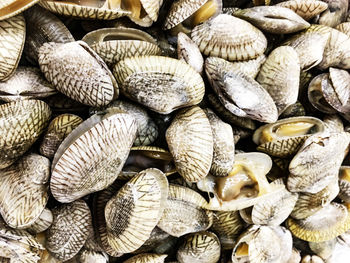 Full frame shot of shells for sale at market