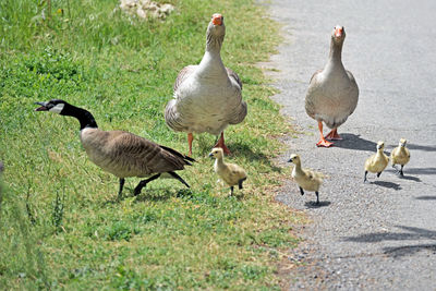 Ducks on grassy field