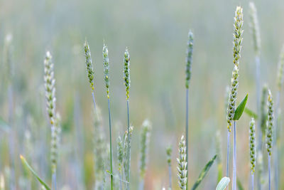 Agriculture field of wheat, countryside, closeup view