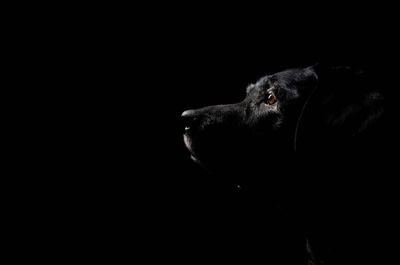 Close-up of a dog over black background