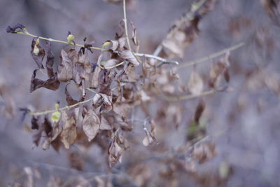 Close-up of wilted flower plant