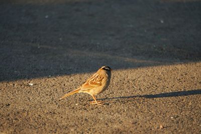 High angle view of bird perching on road