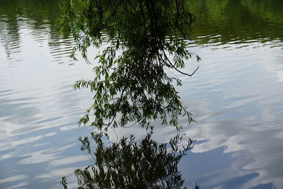 Reflection of tree in lake