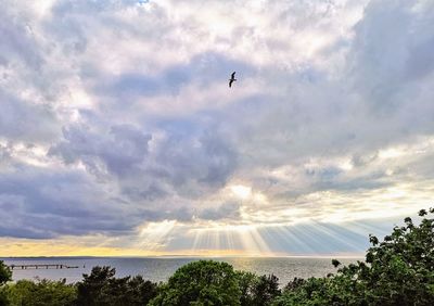 View of birds flying against sky