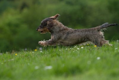 Dog on grassy field