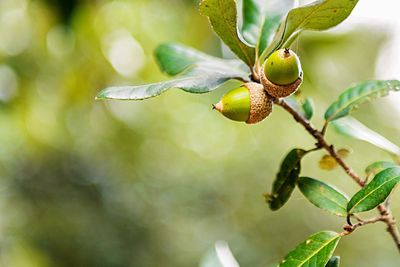 Close-up of acorns growing on tree