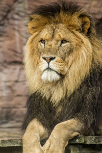 Close-up portrait of lion