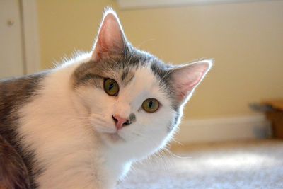 Close-up portrait of cat at home