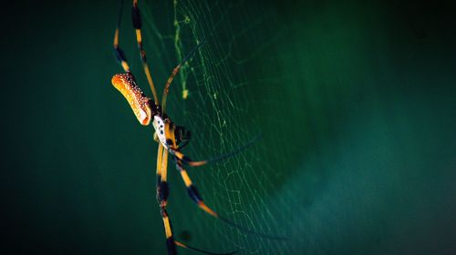 Close-up of spider on web