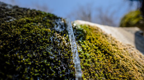 Close-up of moss growing on field