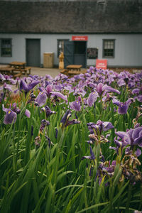 Close-up of purple flowers blooming outdoors