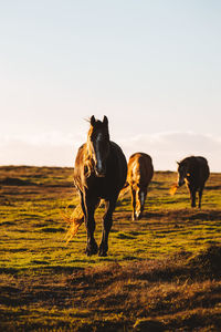 Horses on a field