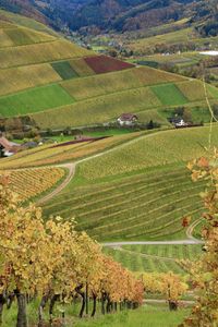 Scenic view of vineyards 