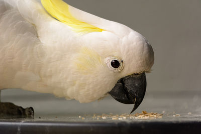 Close-up of white parrot