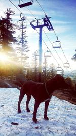 Horse on snow against sky